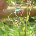 Eastern Forktail