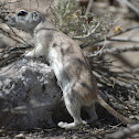 Round-tailed Ground Squirrel