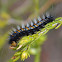 Caterpillar