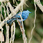 Black-naped Monarch