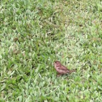 Life on Punahou Campus