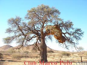 Ãrbol con Nido de Pájaro “Tejedor Social
