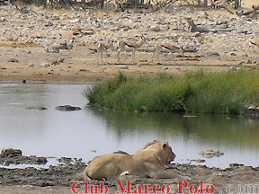 León observando a los Springbok – Parque nacional de Etohsa