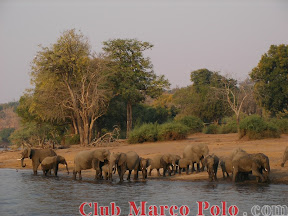 Manada de Elefantes– Crucero por el Parque Nacional de Chobe