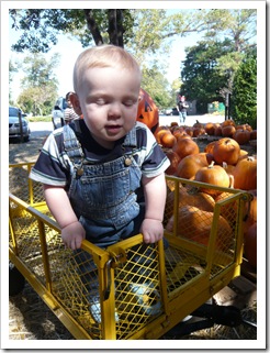 PumpkinPatch2 PumpkinPatch2