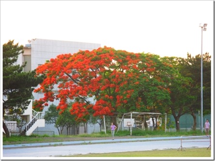 tree