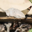 Gumleaf Grasshopper