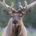 Elk (Wapiti)