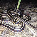 Common garter snake