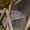 Blue duiker