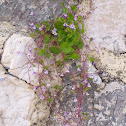 Ivy-leaved Toadflax, klobučić