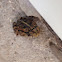 Gulf Coast Toad