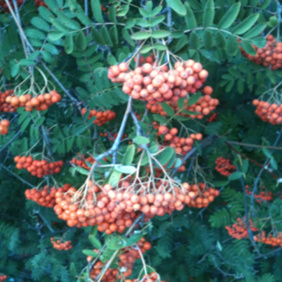 Spotting Image 1