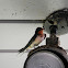 Barn Swallow
