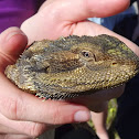 Bearded dragon