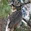 Great Horned Owl