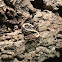 Ball Python