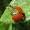 Hippodamia quinquesignata ambigua ladybug