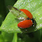 Hippodamia quinquesignata ambigua ladybug