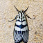 Crambid Moth