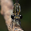 Damselfly