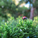 Spotless Ladybug