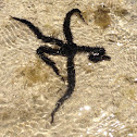 Brittle star