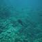 Bigfin reef squid