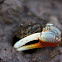 fiddler crab