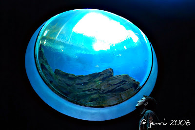 fish eye