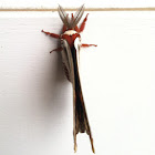 Cecropia Moth
