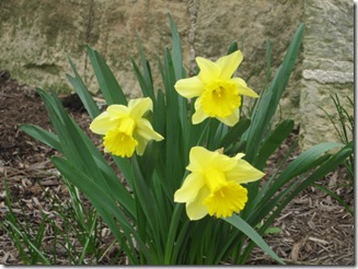 Yellow Daffodils