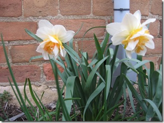double daffodils