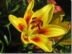 Yellow Lily