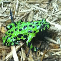 Fire-bellied Toad