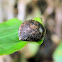 terrestrial snail