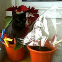 Gato europeo negro
