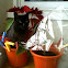 Gato europeo negro