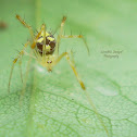 Comb-footed Spider