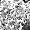 Black Eyed Susans
