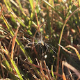 Seeds of The SouthEastern US