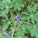 Arroyo Lupine