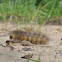 Salt Marsh Caterpillar