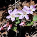 Western Spring Beauty