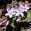 Western Spring Beauty