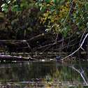 American Dipper