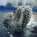 coral