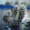 coral