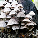Mycena