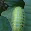 Stinging Nettle Caterpillar